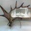 Unique Antler designs a hand carved large moose antler of two fighting moose with a shinned rosette. Our carving are made for the wall or can be based with solid antlers that can vary from deer to small moose bases because of the unique shape of all of our antlers. All bases rosettes are beautifully shinned. 