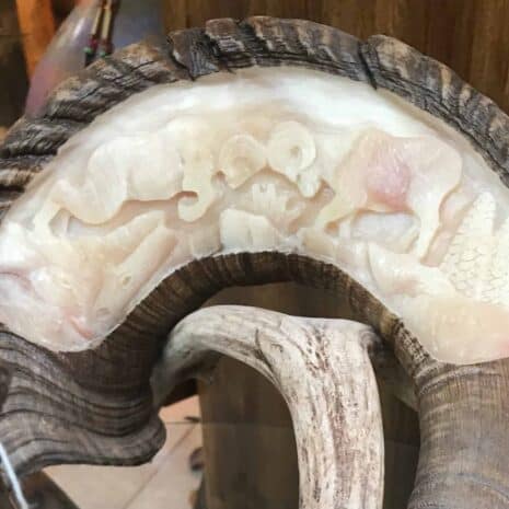 Unique Antler designs two different ram carvings on the Dall Sheep horn. We carve an image of two fighting rams and two resting rams. We have one Dall sheep carving available. This is carved in a Dall Sheep horn is based with a whitetail antler. 