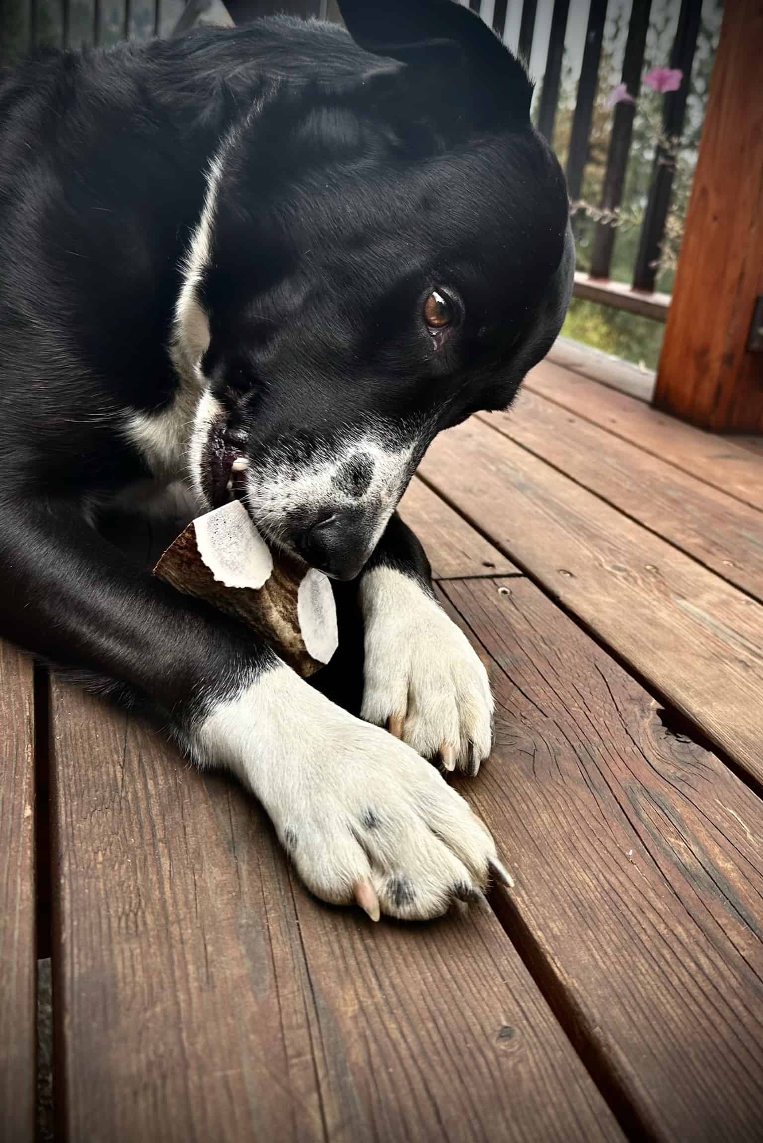 Unique Antler Design offers top grade antler dog chews. These are a healthy fun treat for your four legged friend.